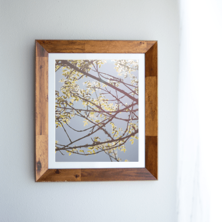 Blue Sky Spring Branches