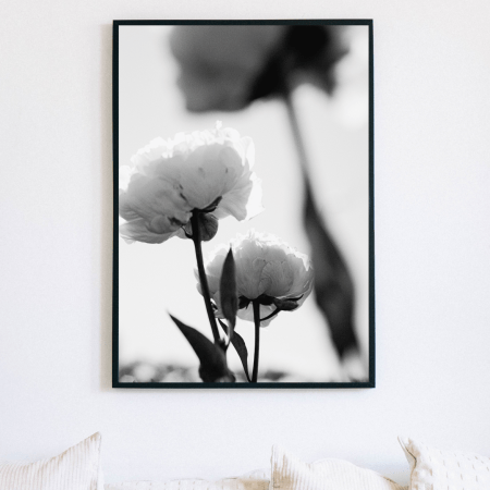 Black and White Under Peonies