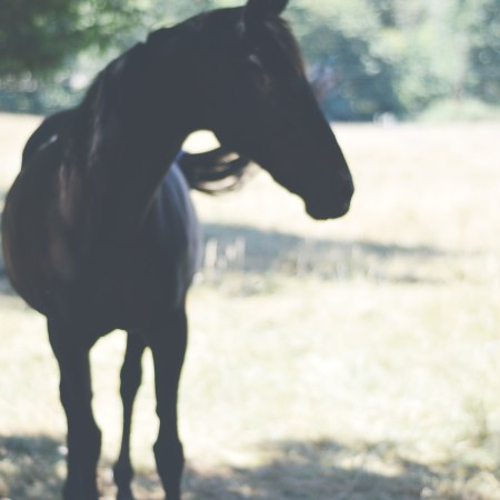 Print - 8x10 Color Horse Silhouette